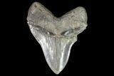 Serrated, Fossil Megalodon Tooth - + Foot Shark #101482-2